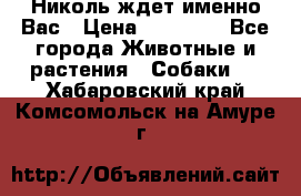 Николь ждет именно Вас › Цена ­ 25 000 - Все города Животные и растения » Собаки   . Хабаровский край,Комсомольск-на-Амуре г.